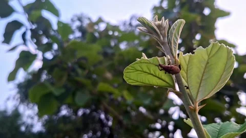 Brown Insect Crawling Along Wild Green Branch Stock Footage 345663558