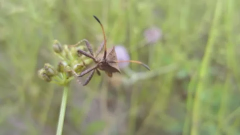 Brown insect Dock bug climbs a dill plant close-up Stock Footage 238684949