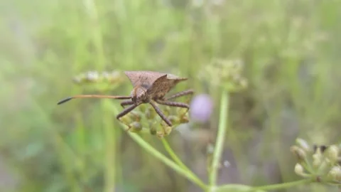 Brown insect Dock bug climbs a dill plant close-up Stock Footage 238684983