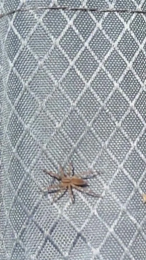 Brown Insect on Gray Mesh Screen Close Up Stock Footage 347474410