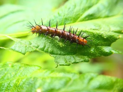 Brown Insect on the green leaf Stock Photos