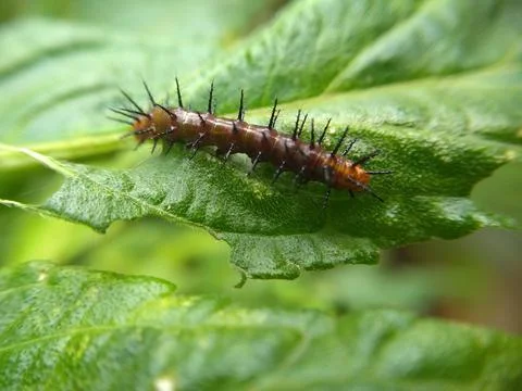 Brown Insect on the green leaf Stock Photos