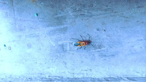 Brown Insect Moving around on Blue Textured Wall Stock-Footage 290168965