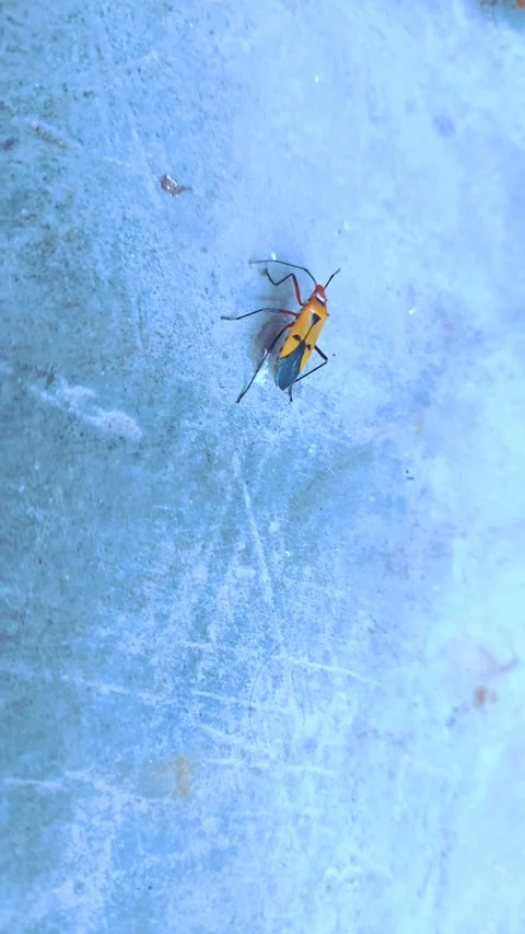 Brown Insect Moving around Stock Footage 290168709