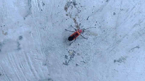 Brown Insect Moving Slowy Stock Footage 290168896