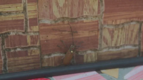 Brown Insect Resting on Brick Wall Stock Footage 328470084