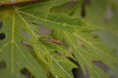 Brown insect on serrated leaf with raindrops macro Stock Photos