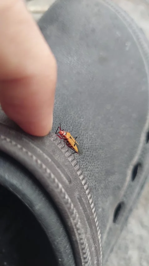 Brown Insect on Surface of Shoe Stock Footage 290169284