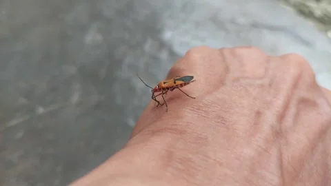 Brown Insect Walking around Human Hand Stock Footage 290169084