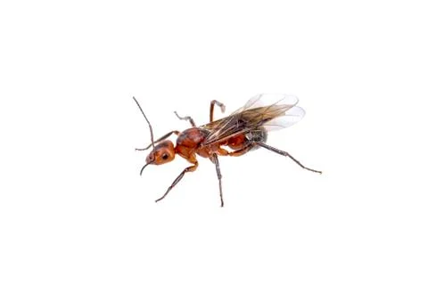 Brown insect on a white background Stock Photos