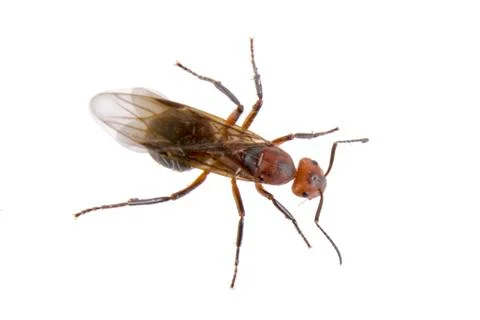 Brown insect on a white background Stock Photos