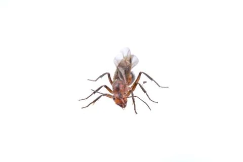 Brown insect on a white background Foto stock
