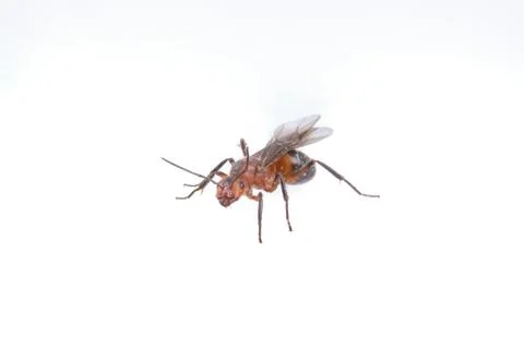 Brown insect on a white background Stock Photos