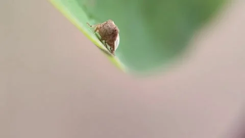 Brown insects attached to green leaves Stock Footage 252927853