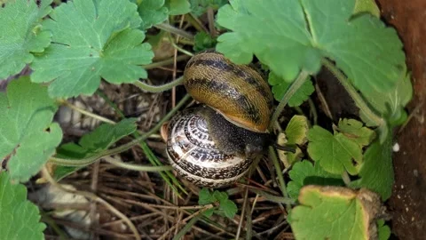 Brown, intricately patterned snail rests atop a white shell. Its head emerges Stock Footage 327218827