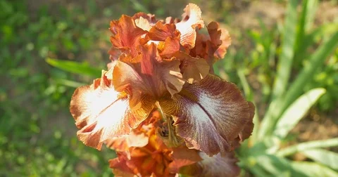 Brown Iris flowers in a garden Stock Footage 76678212