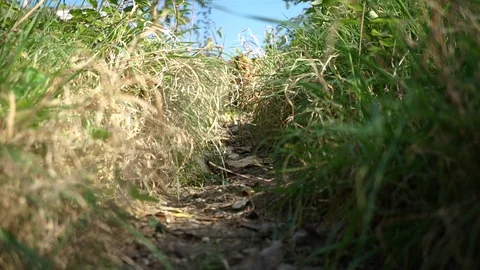 Brown Jack Russell dog bending his head runs through the green grass Stock Footage 118961386