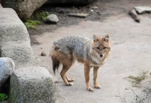 Brown jackal in Sofia zoo Stock Photos