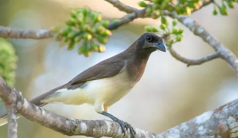 Brown Jay perched on a branch looking for a snack Stock Photos