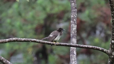 Brown Jay sit in lowland rainforest on branch looking around Stock Footage 153374434
