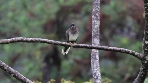 Brown Jay sitting in lowland rainforest on branch looking around Stock Footage 153374445