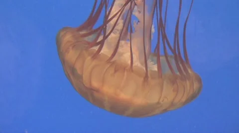 Brown Jelly Fish Stock Footage