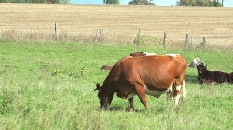 Brown Jersey cow HD Stock Footage 12378031