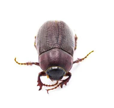 Brown June beetle bug insect - Diplotaxis punctatorugosa - a scarab found i.. Stock Photos