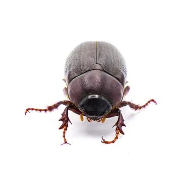 Brown June beetle bug insect - Diplotaxis punctatorugosa - a scarab found i.. Stock Photos