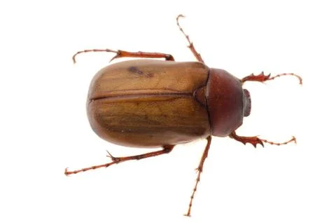 Brown june beetle Foto stock