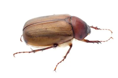 Brown june beetle Stock Photos