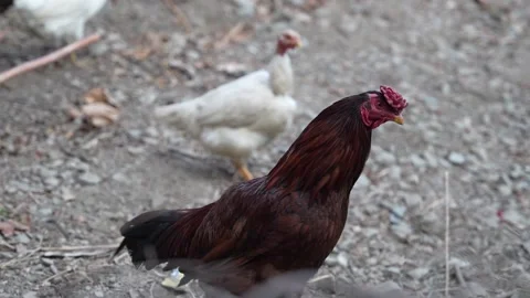 A brown Kashmiri chicken in focus with another in the background Stock Footage 263102142