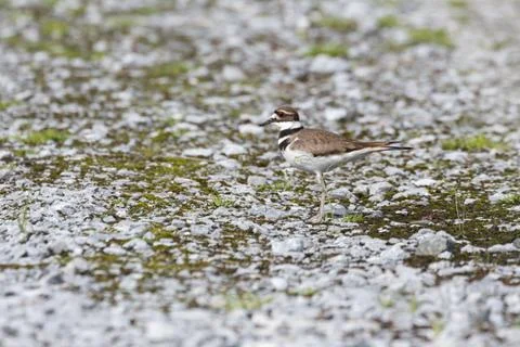Brown Killdeer Bird Stock Photos