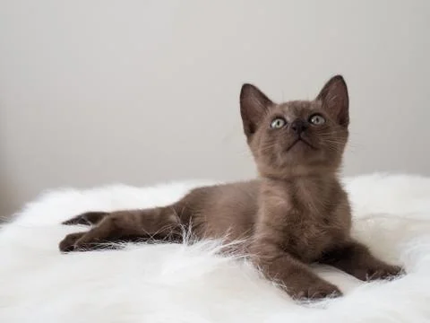 Brown kitten cat cute and playful pet Stock Photos