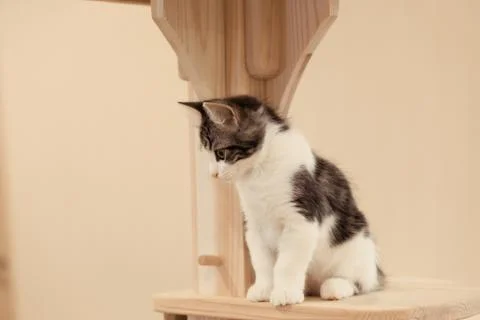 A brown kitten cat looking something Foto stock