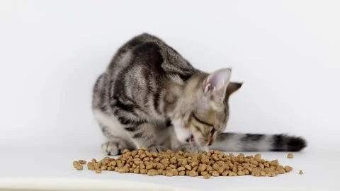 Brown kitten eats dry food on a light background Stock Footage 221473942