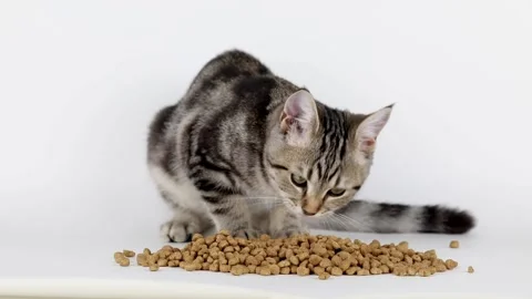 Brown kitten eats food on a light background Video stock 220357099