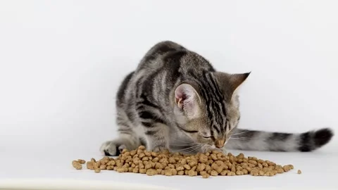 Brown kitten eats food on a light background Stock Footage 224194793