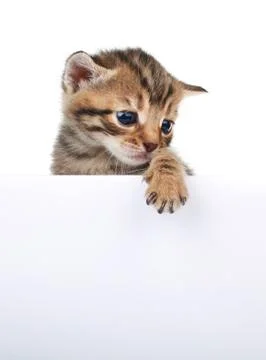 Brown kitten with empty board Stock Photos