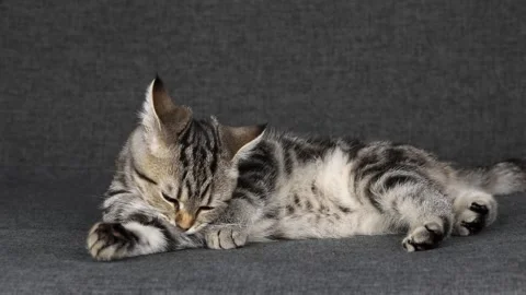 A brown kitten lies on a gray background and licks its paw Video stock 220295881