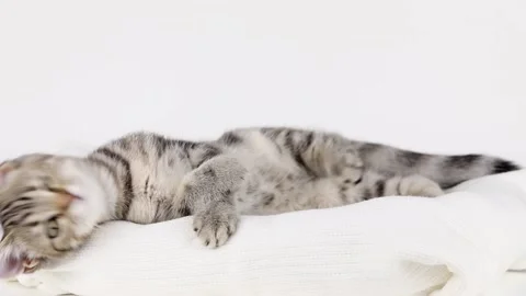 A brown kitten lies on a light background and licks its paw Video stock 220305198