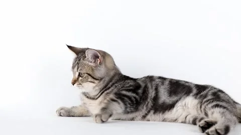 Brown kitten lies on a light background Stock-Footage 220520649