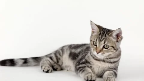 A brown kitten lies on a light background and licks its paw Stock Footage 222814459