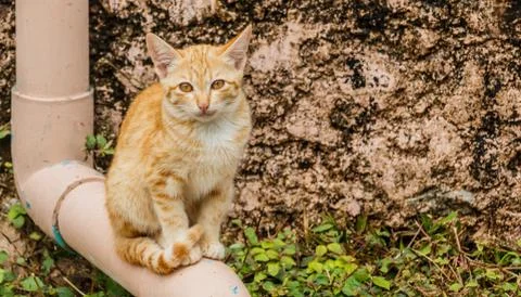 Brown kitten Stock Photos