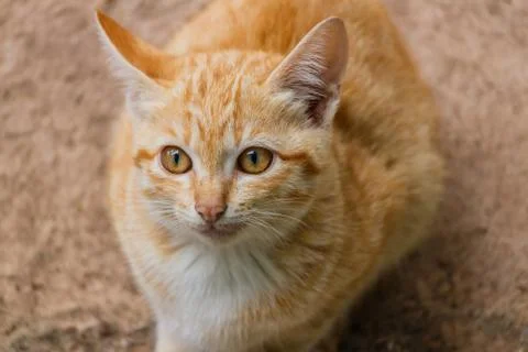 Brown kitten Stock Photos