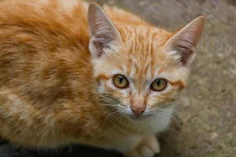 Brown kitten Stock Photos