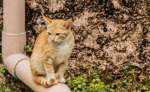 Brown kitten Stock Photos