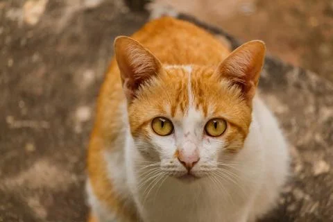 Brown kitten Stock Photos