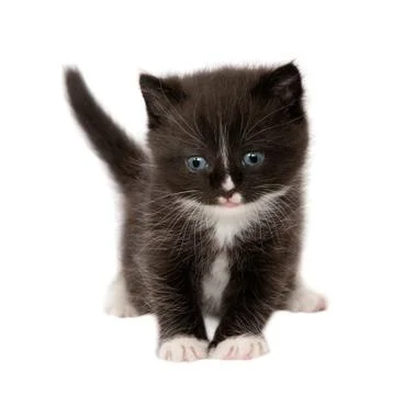 	The brown kitten Stock Photos