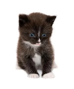 	The brown kitten Stock Photos